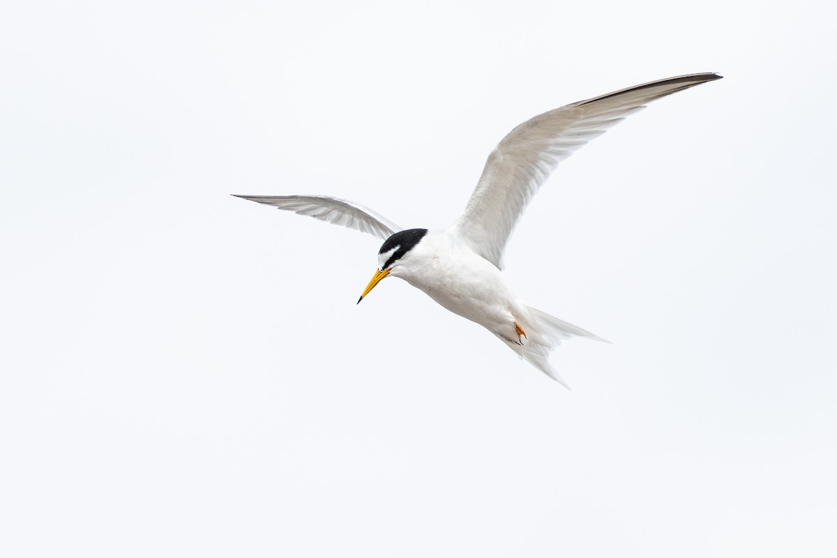 Little Tern - ML617524114