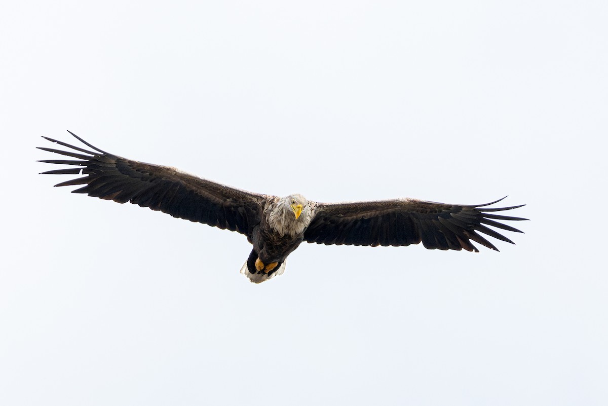 White-tailed Eagle - ML617524120