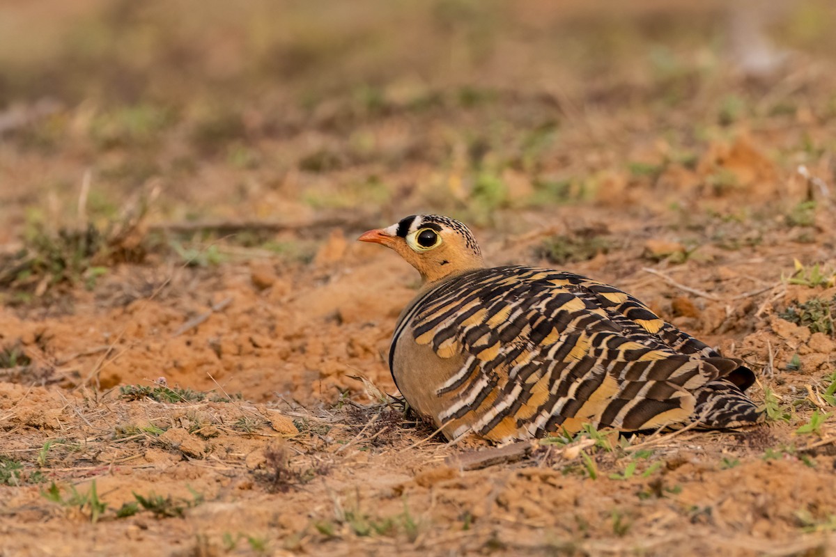 Painted Sandgrouse - ML617524160