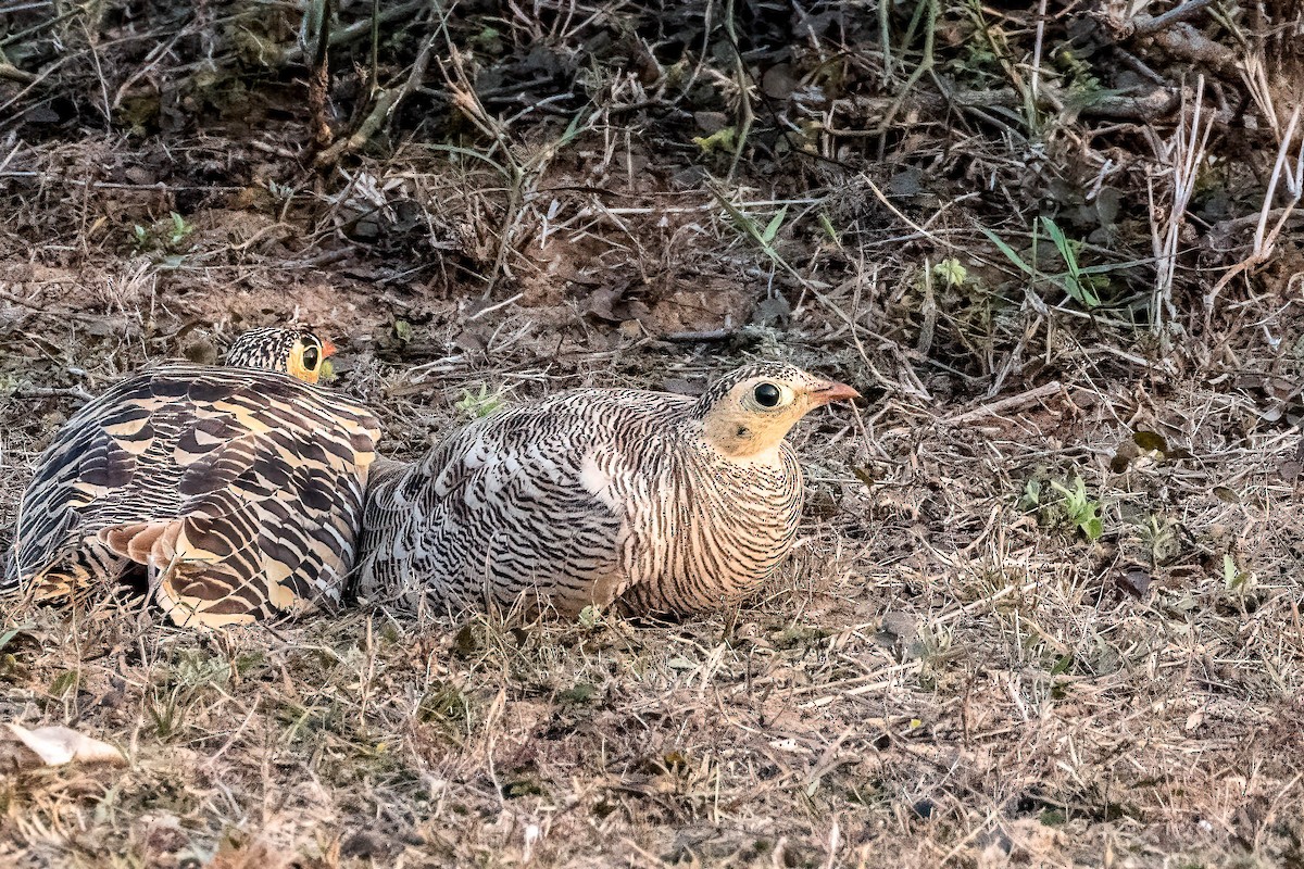 Painted Sandgrouse - ML617524162