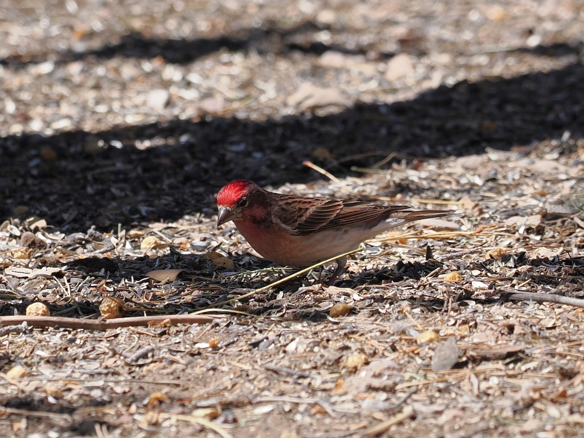 Cassin's Finch - ML617524193