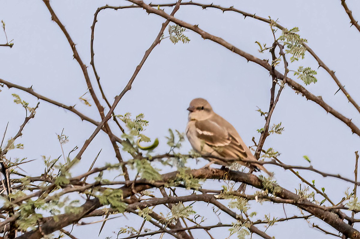 Yellow-throated Sparrow - ML617524194