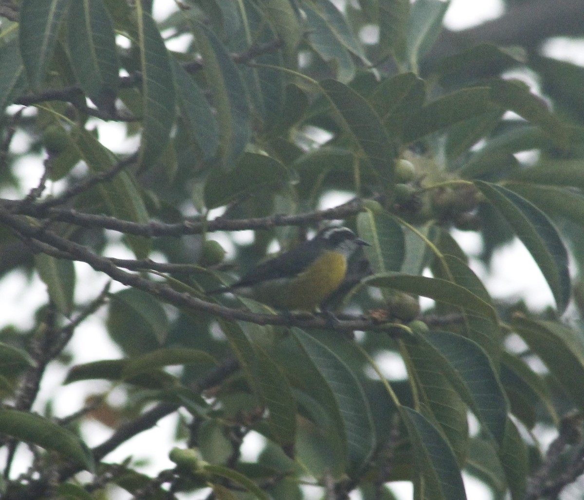 Bananaquit - Pedro Dias