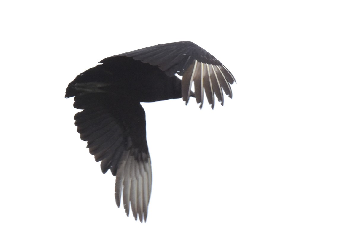 Black Vulture - ML617524207