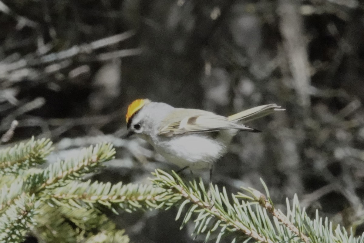 Golden-crowned Kinglet - Gilbert Bouchard