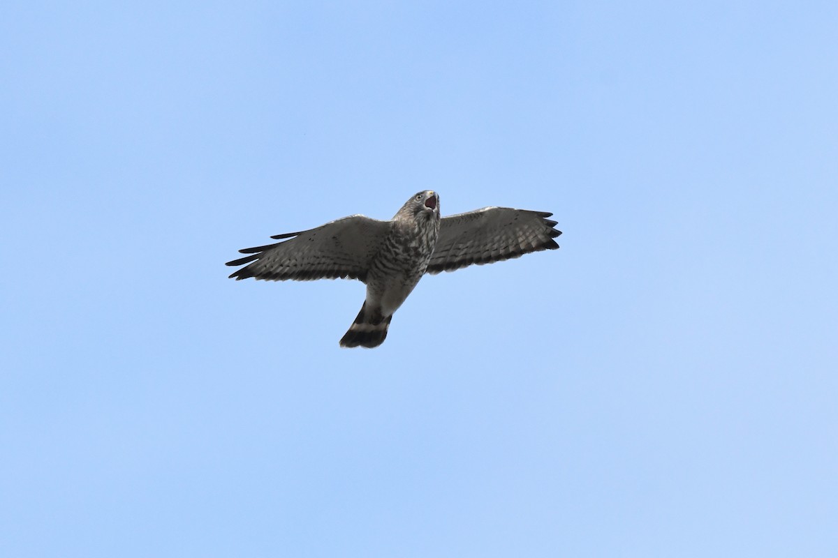 Broad-winged Hawk - Maria Loukeris
