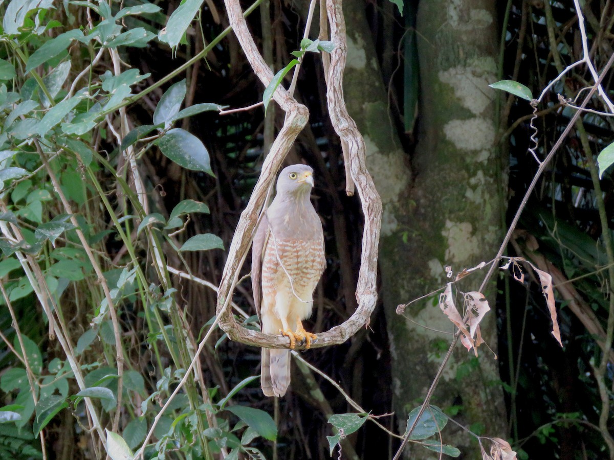 Roadside Hawk - la h