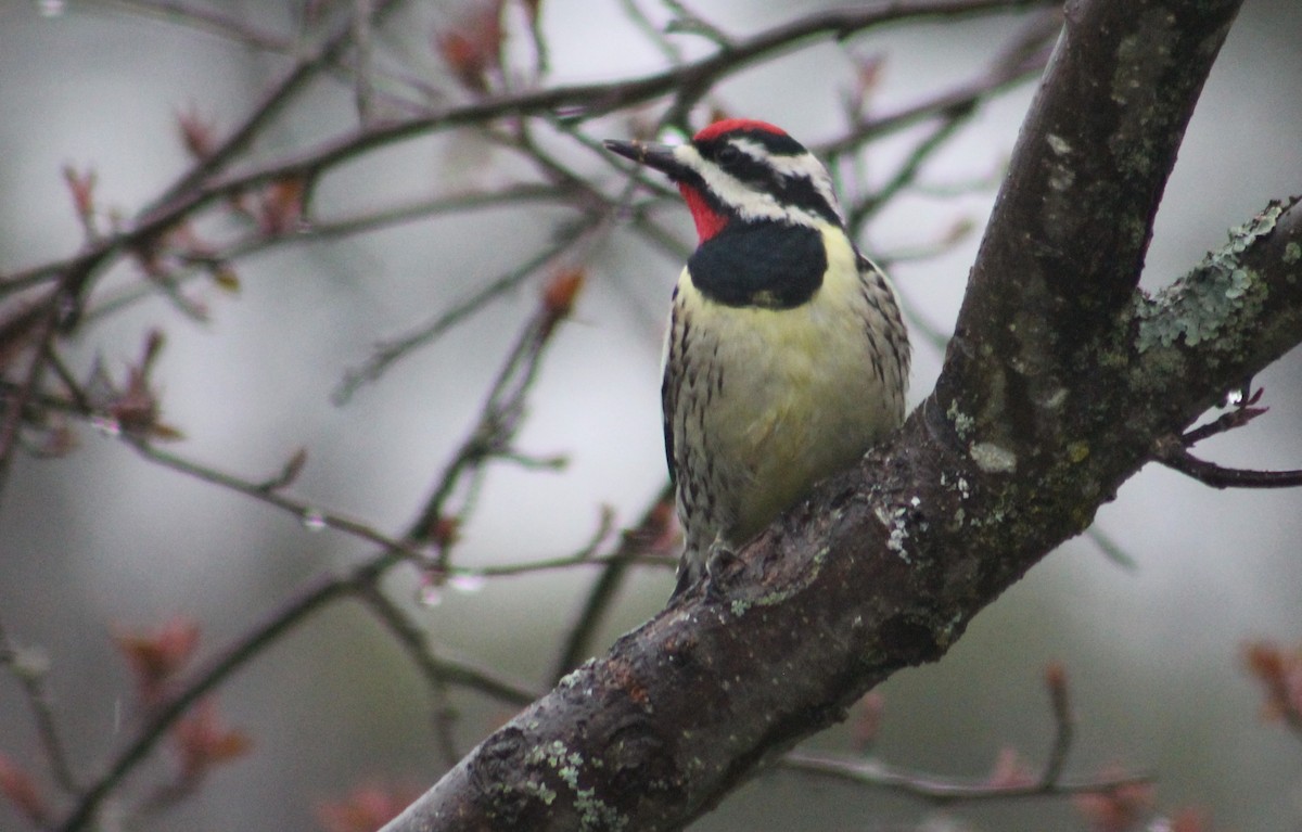 Yellow-bellied Sapsucker - ML617524287