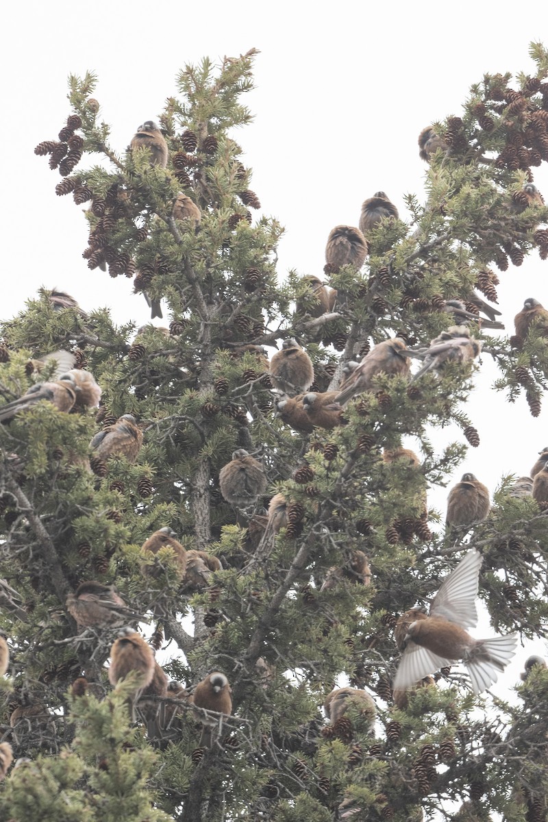 Gray-crowned Rosy-Finch - ML617524312