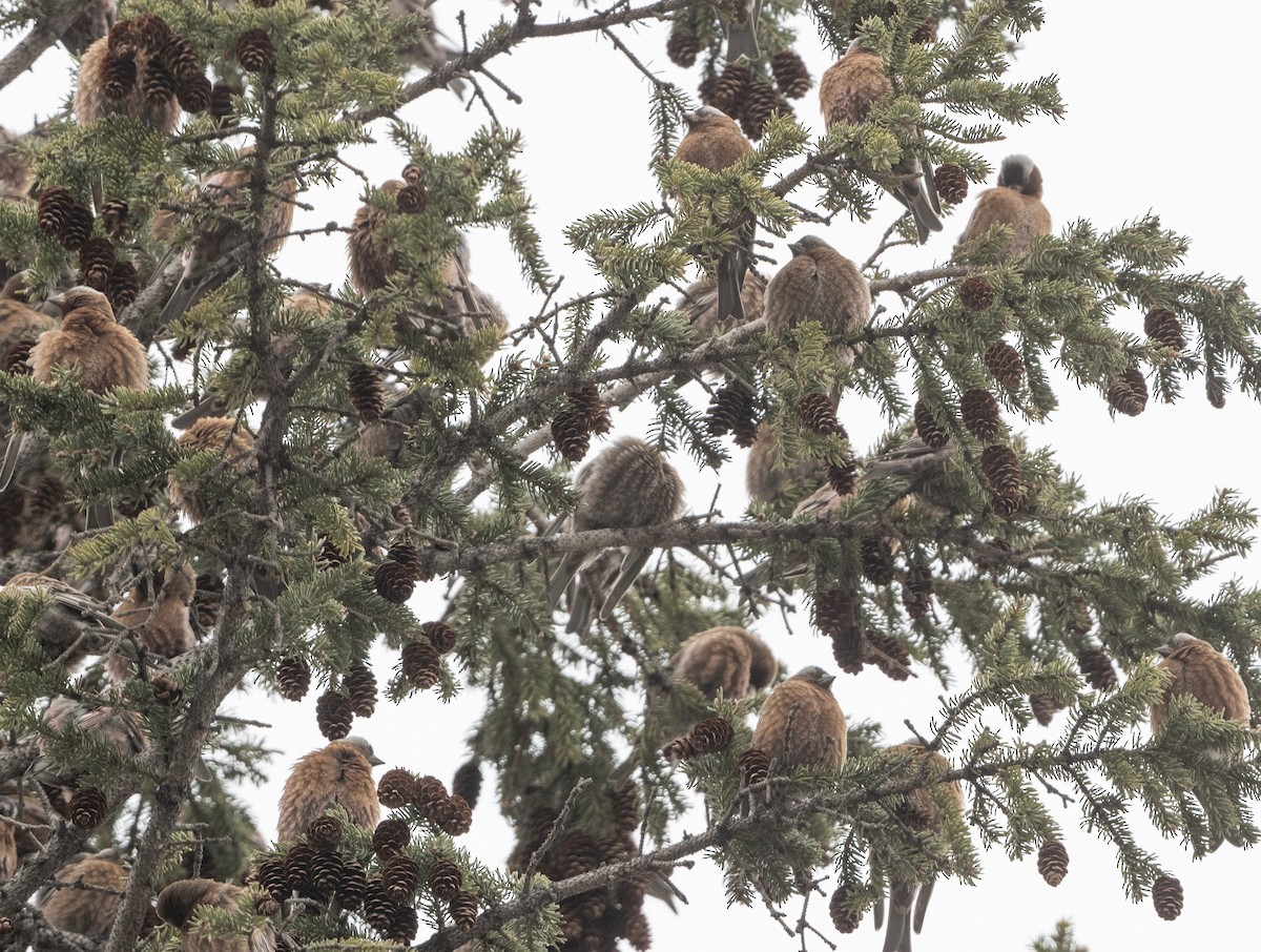 Gray-crowned Rosy-Finch - ML617524313