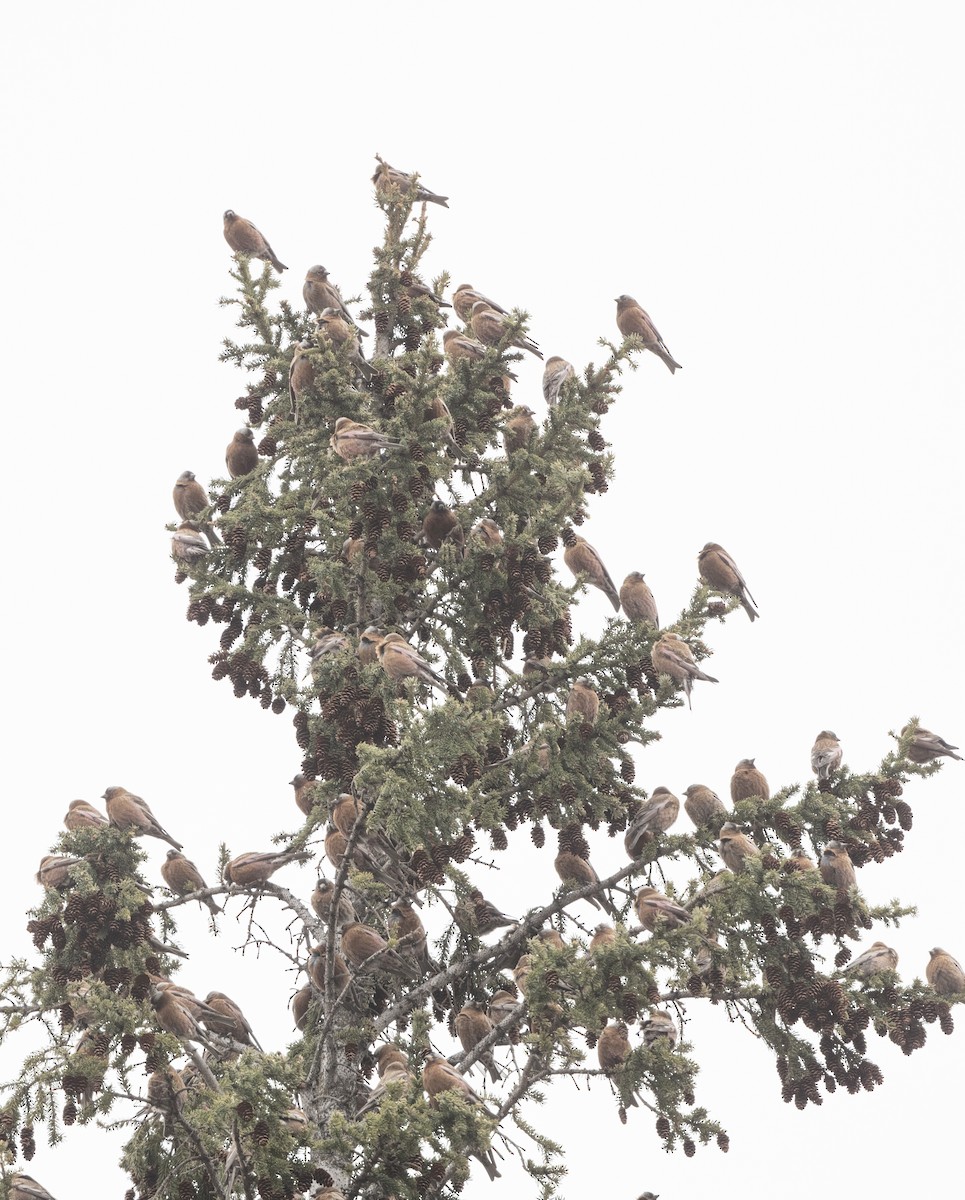 Gray-crowned Rosy-Finch - ML617524314