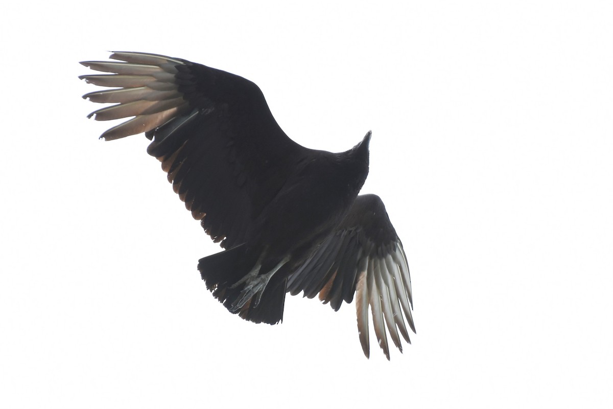 Black Vulture - ML617524317
