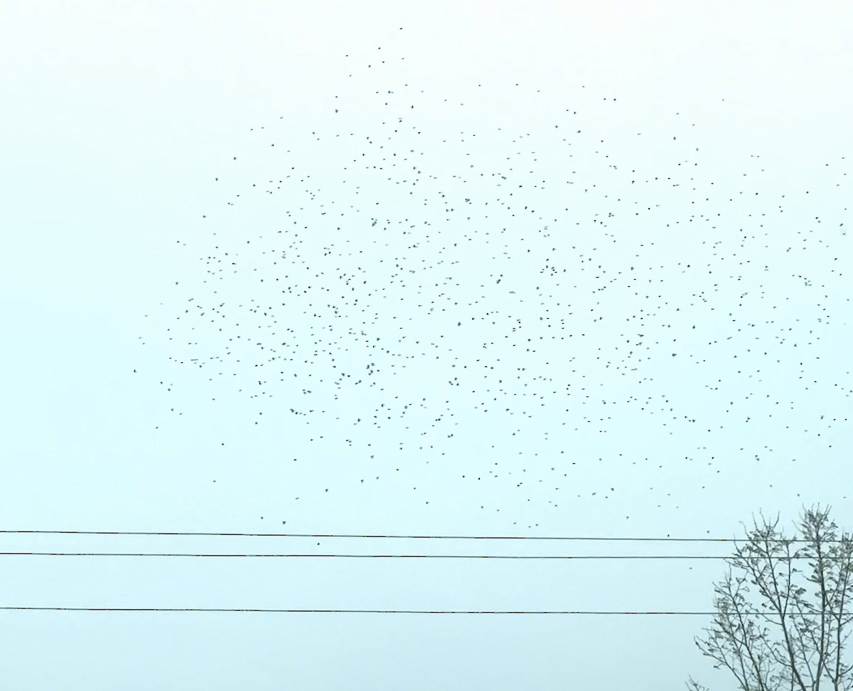 Gray-crowned Rosy-Finch - ML617524334