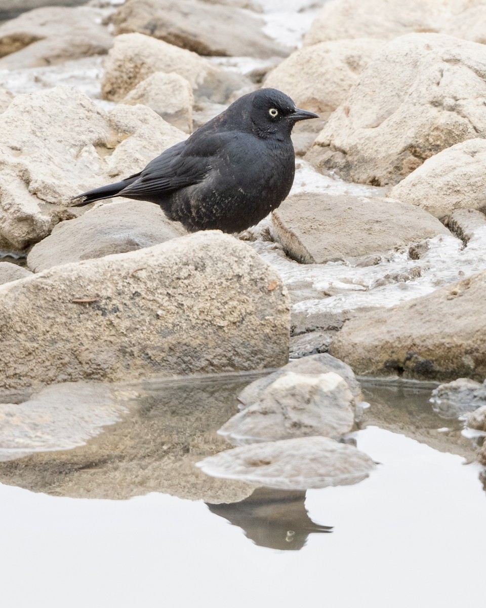 Rusty Blackbird - ML617524346