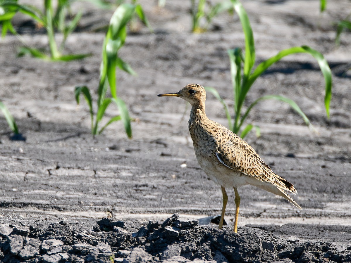 Upland Sandpiper - Scott Ramos