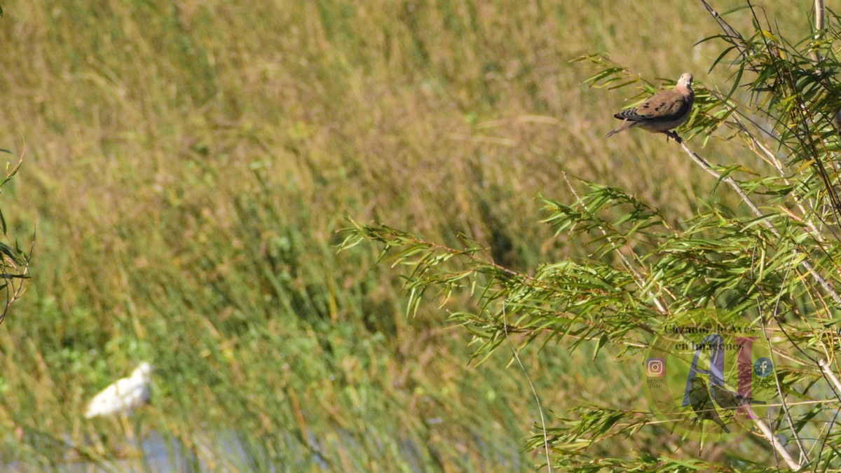 Eared Dove - Pedro Rivero