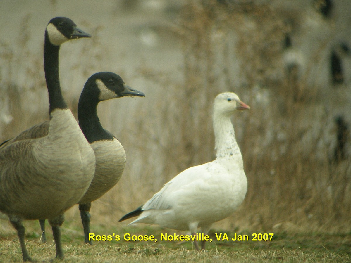 Ross's Goose - ML617524355