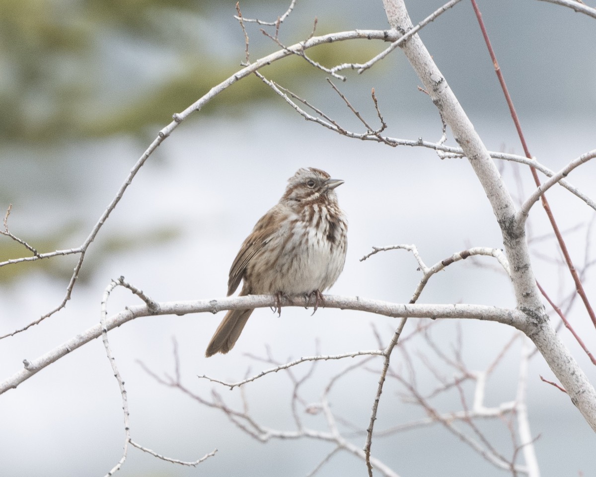 Song Sparrow - ML617524356