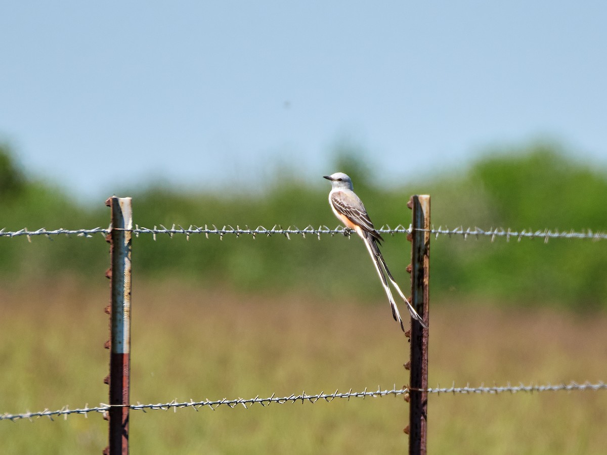 Scissor-tailed Flycatcher - ML617524363