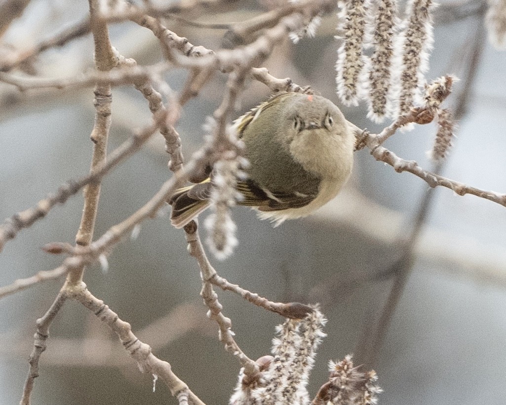 Ruby-crowned Kinglet - ML617524366