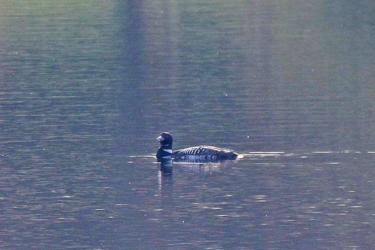 Common Loon - ML617524369