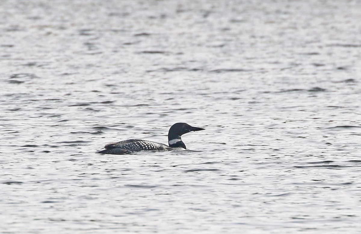 Common Loon - ML617524370