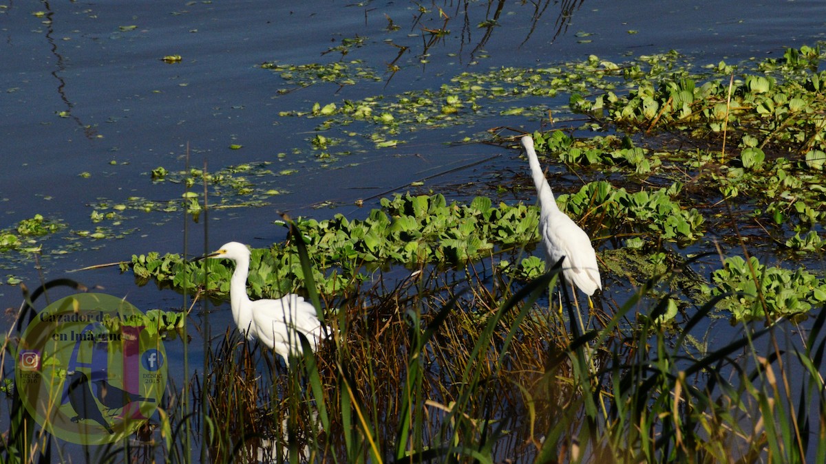 Snowy Egret - Pedro Rivero