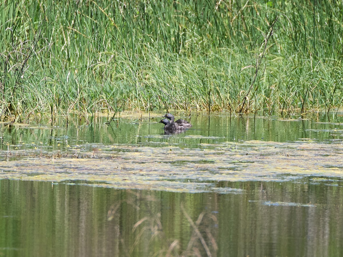 Least Grebe - Scott Ramos