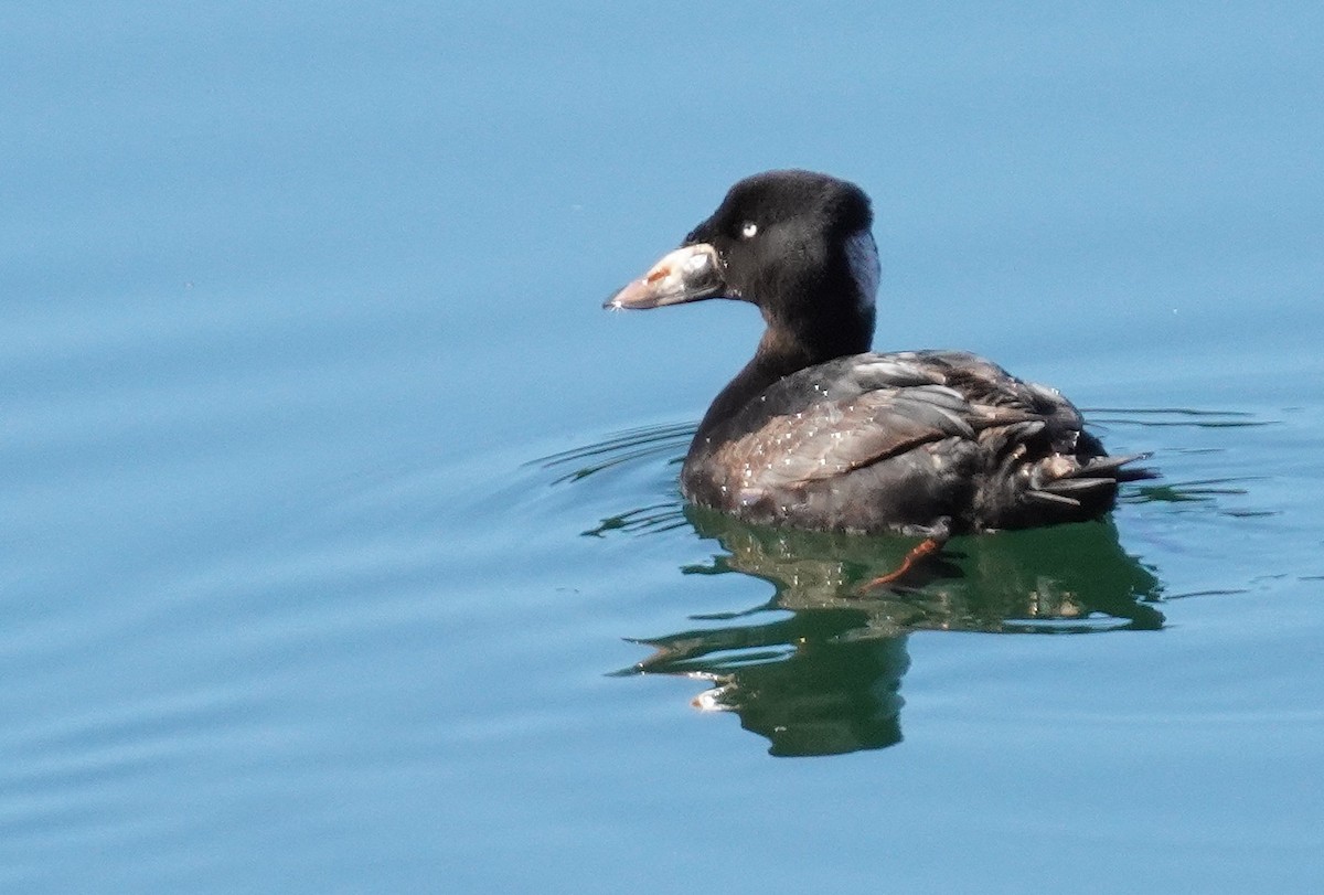 Surf Scoter - ML617524444