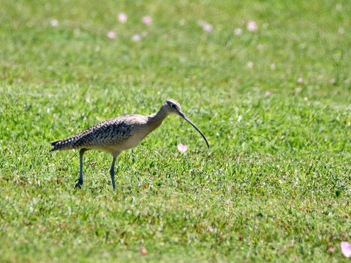 Long-billed Curlew - ML617524502