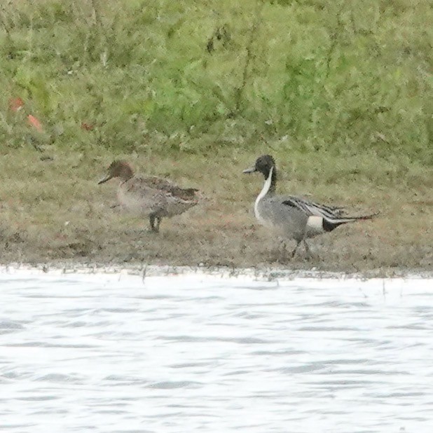 Northern Pintail - ML617524522