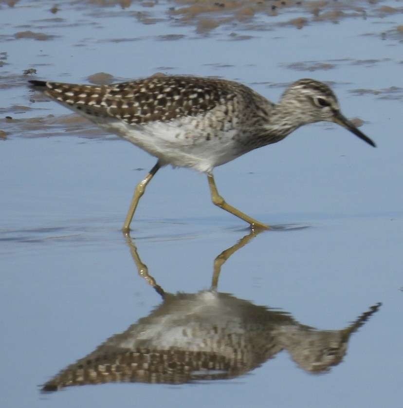 Wood Sandpiper - ML617524562