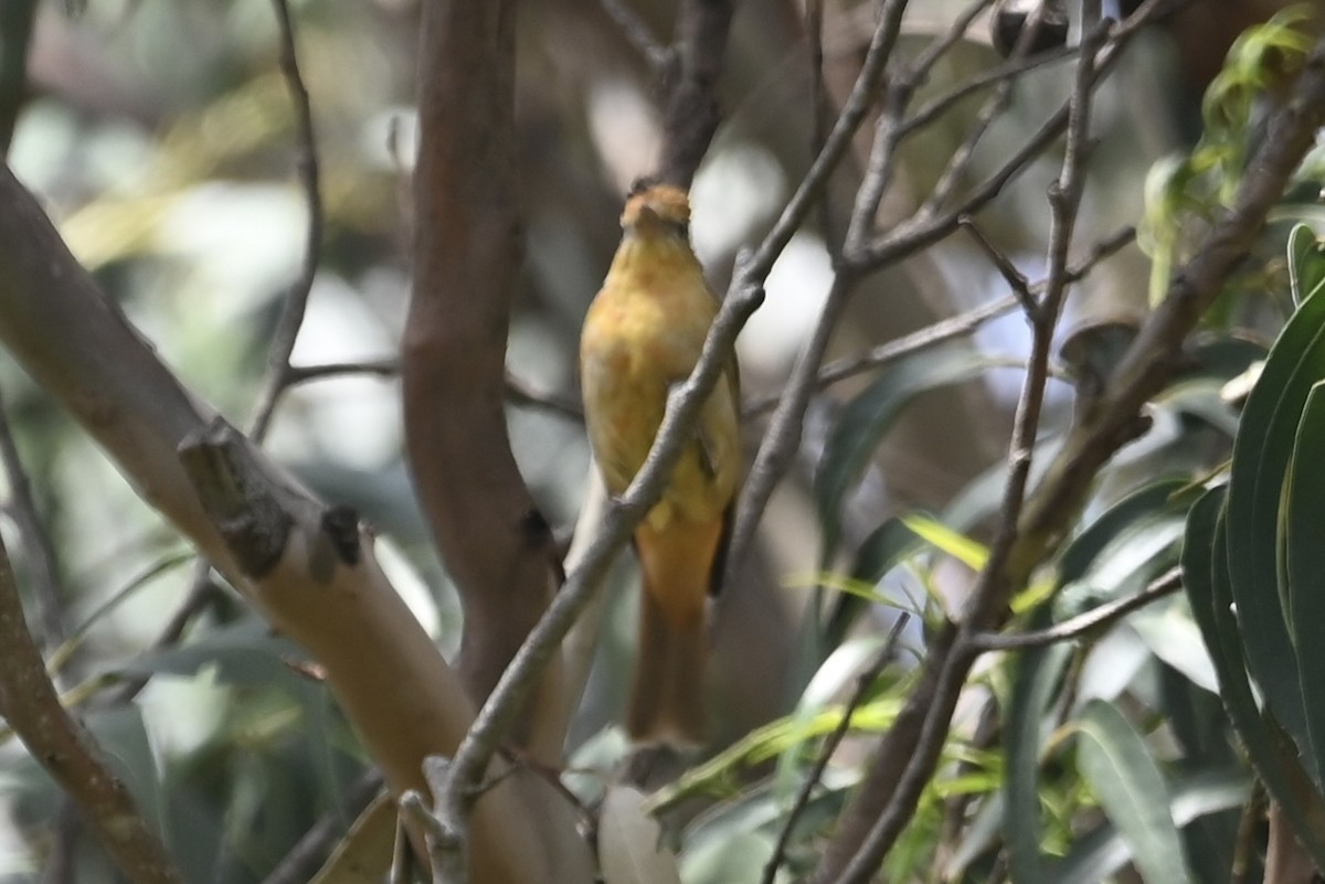 Summer Tanager - Alex Castelein