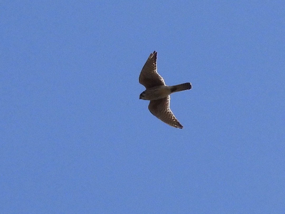 American Kestrel - ML617524600