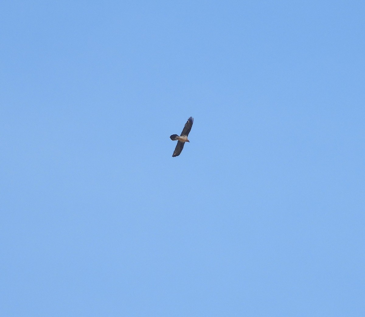 Bearded Vulture - ML617524617