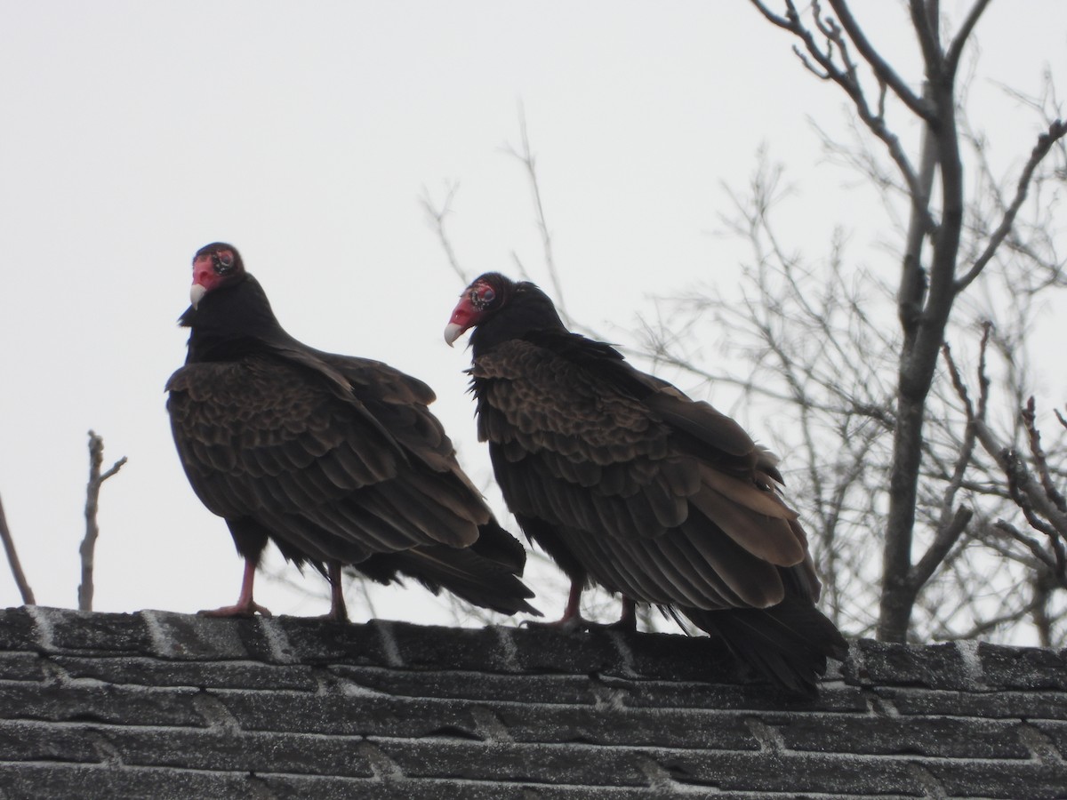 Turkey Vulture - ML617524653