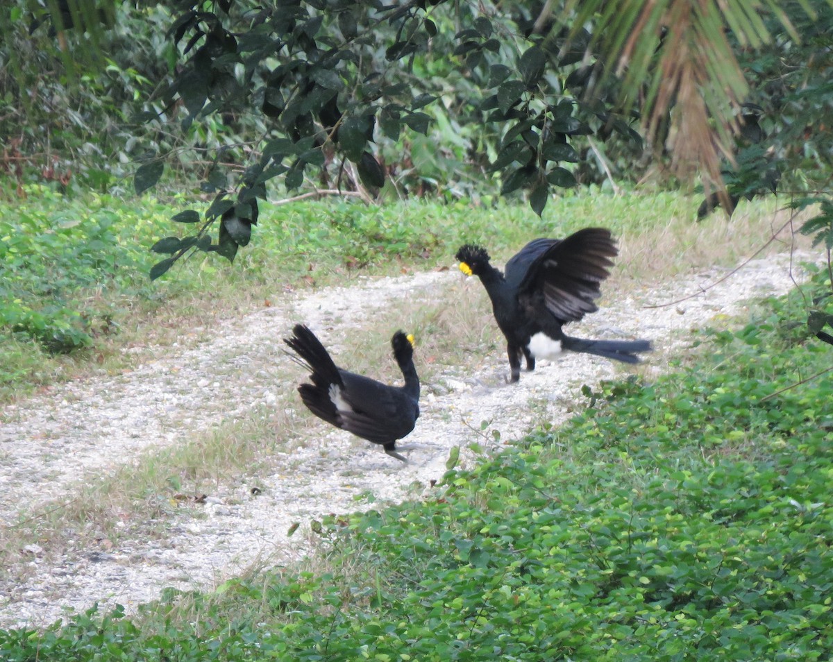 Great Curassow - ML617524667