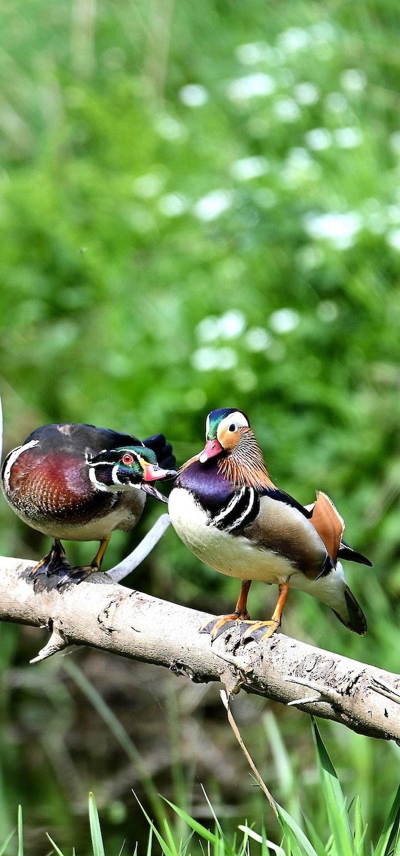 Wood Duck - ML617524717