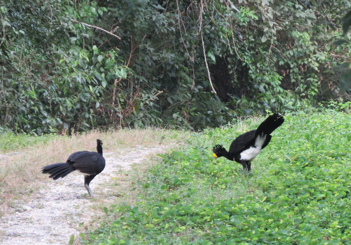 オオホウカンチョウ - ML617524730