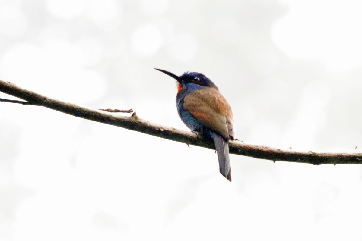 Blue-moustached Bee-eater - ML617524751