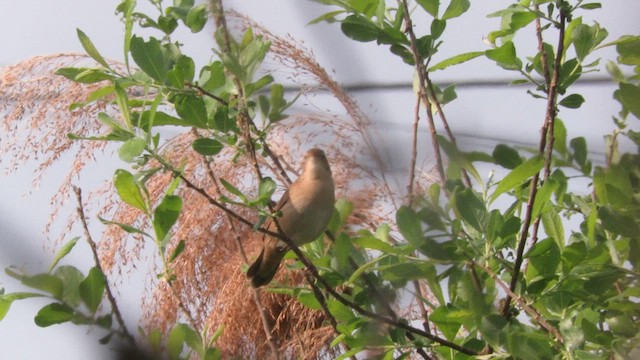 Savi's Warbler - ML617524765