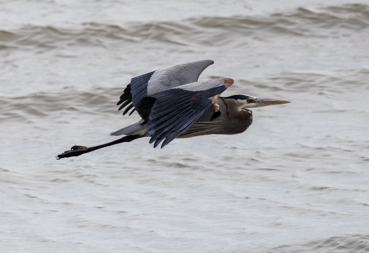 Great Blue Heron - Rich White