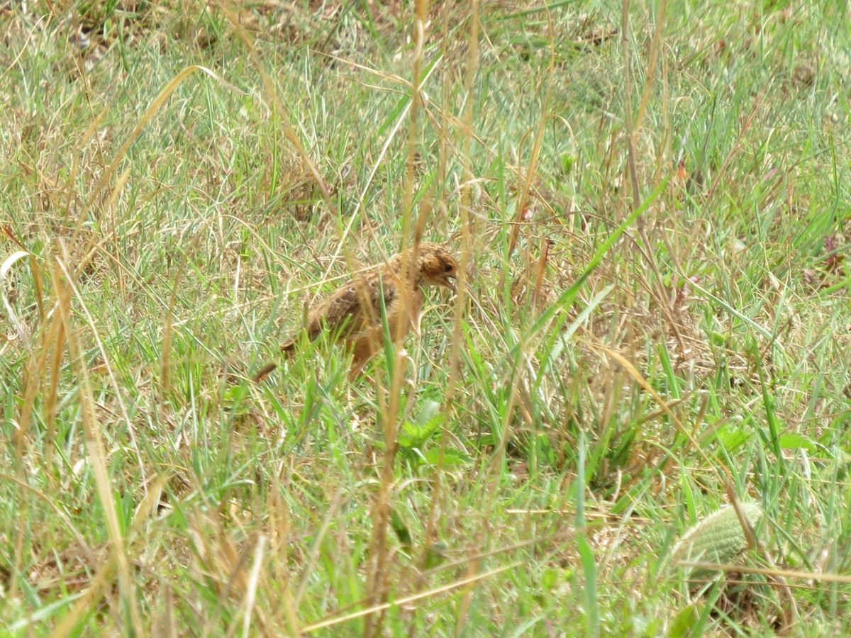 Rufous-naped Lark - Bob Hargis