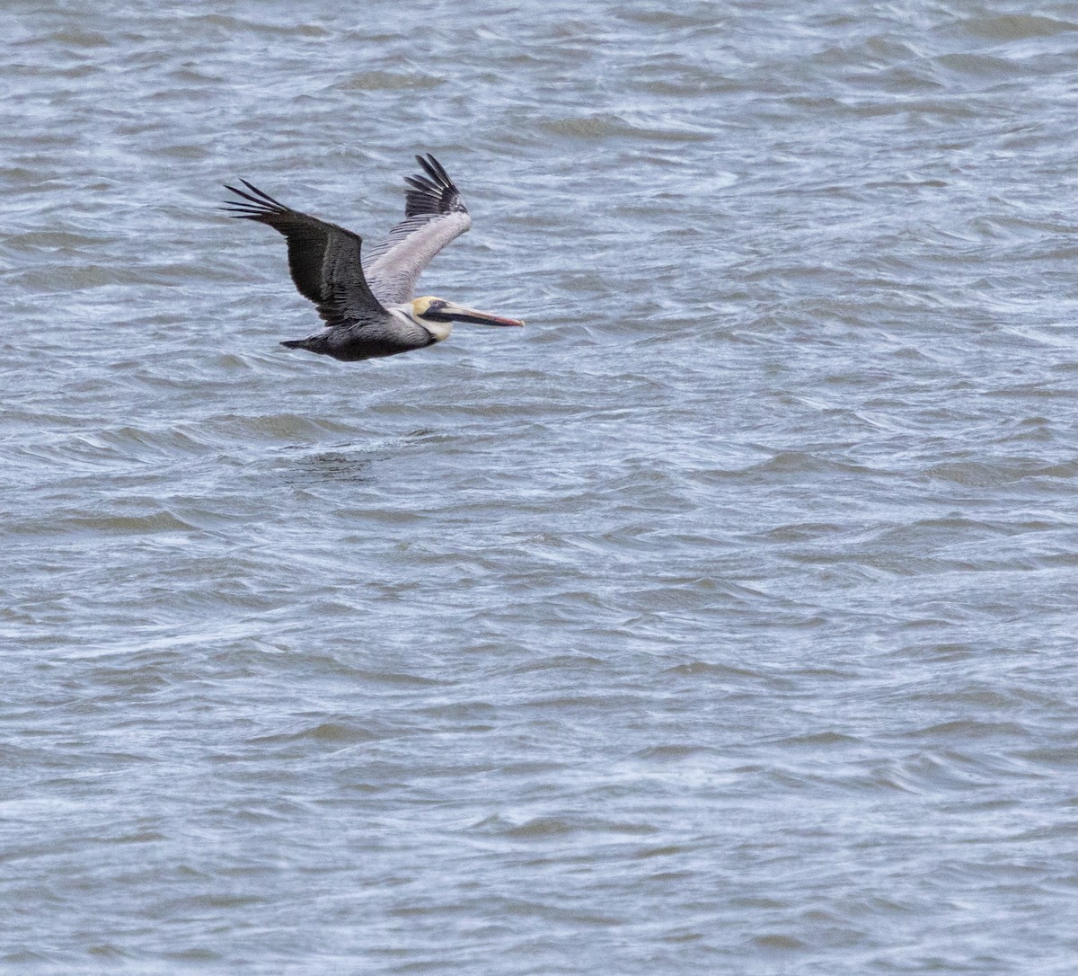 Brown Pelican - Rich White