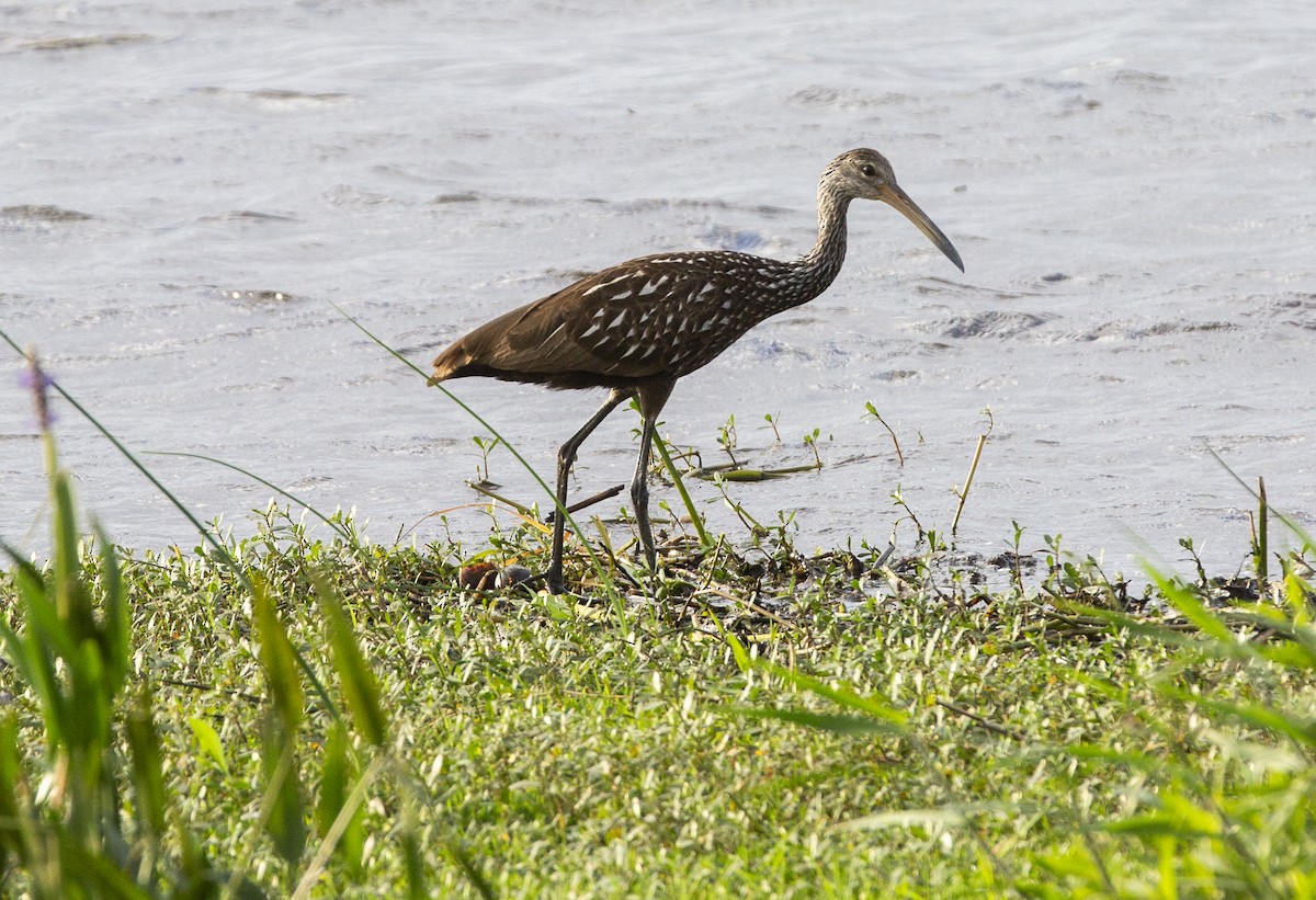 Limpkin - Anonymous