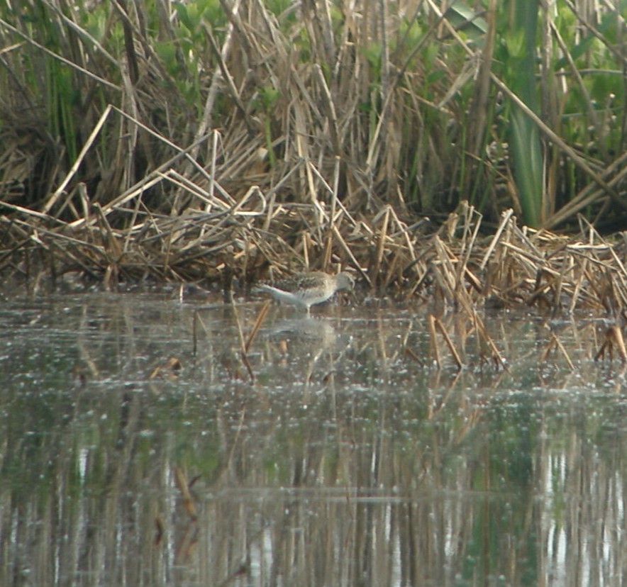 Wood Sandpiper - ML617524852