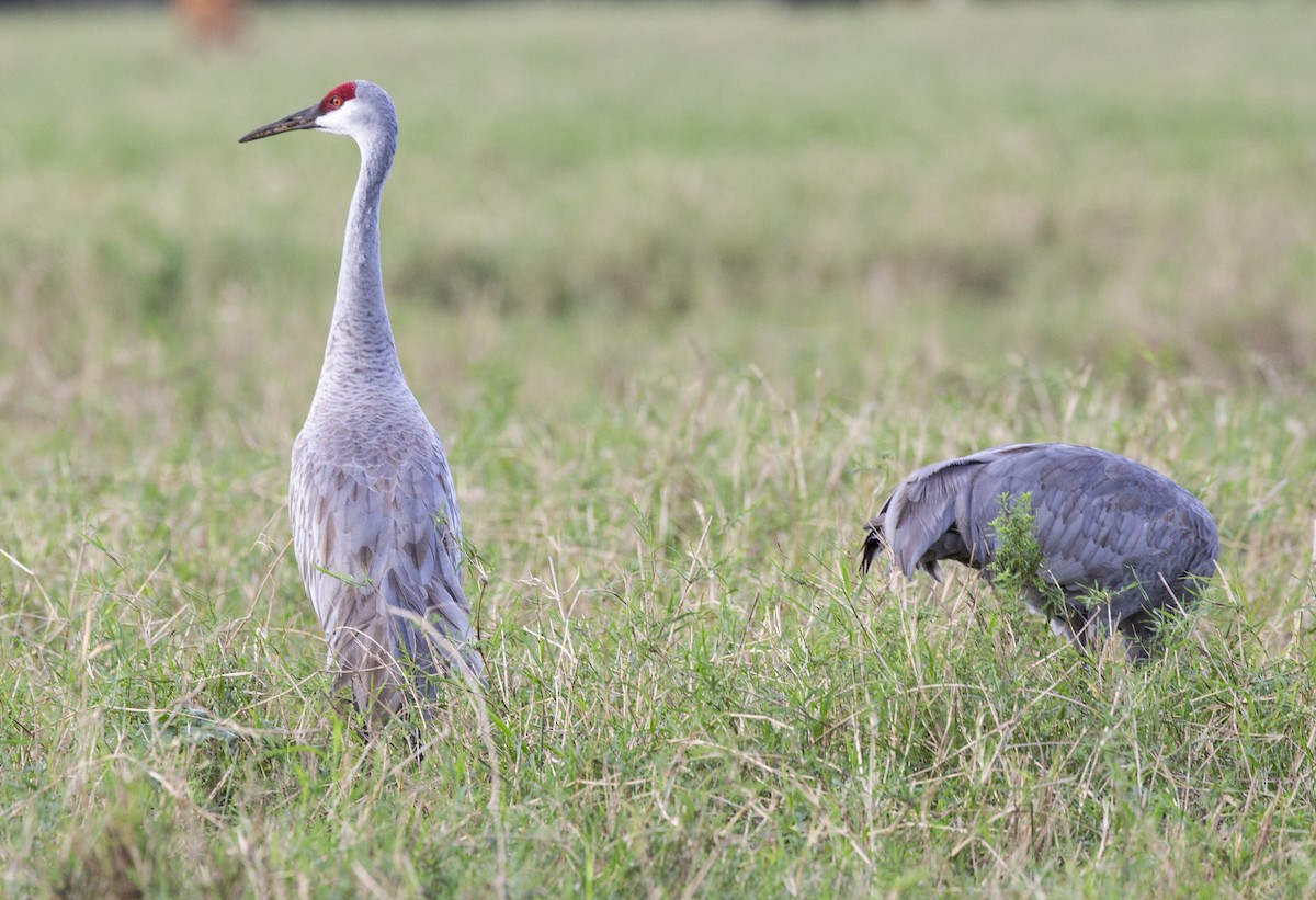 Sandhill Crane - ML617524858