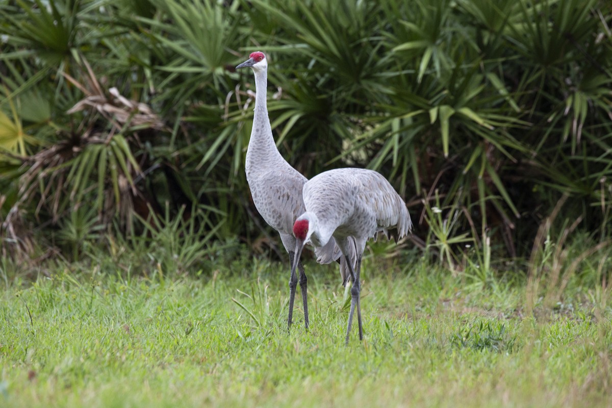 Sandhill Crane - Anonymous