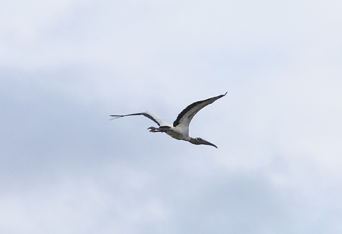 Wood Stork - ML617524864