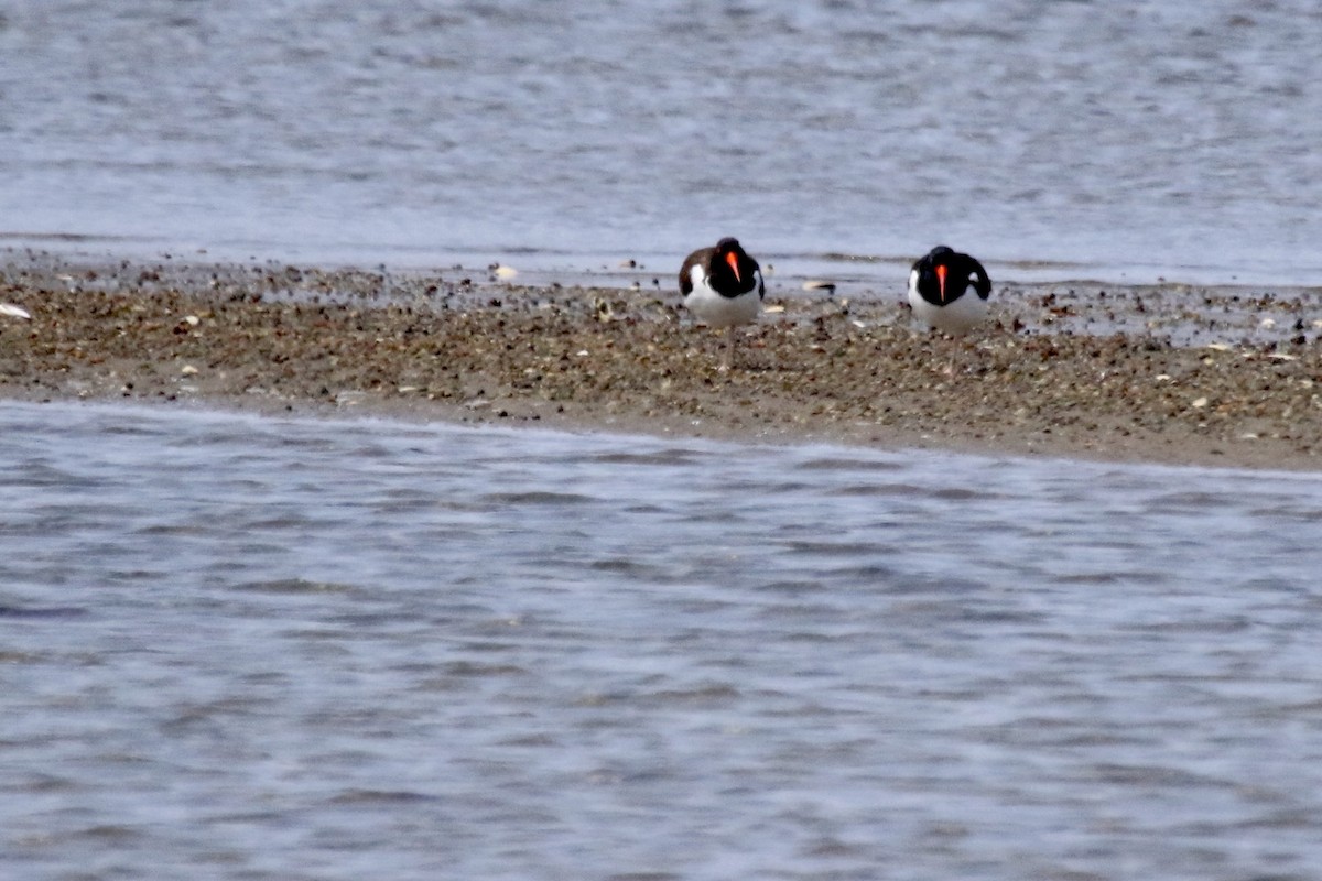 American Oystercatcher - ML617524880